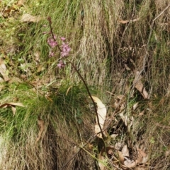 Dipodium roseum at Cotter River, ACT - 27 Jan 2017