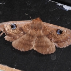 Dasypodia selenophora (Southern old lady moth) at Namadgi National Park - 11 Feb 2017 by JohnBundock