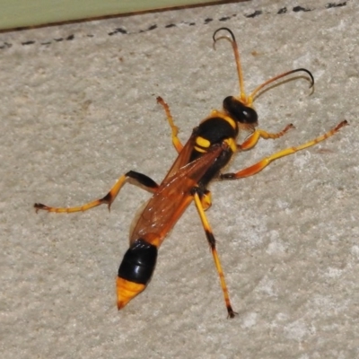 Sceliphron laetum (Common mud dauber wasp) at Paddys River, ACT - 11 Feb 2017 by JohnBundock