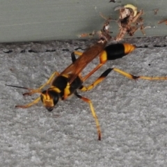 Sceliphron laetum at Paddys River, ACT - 11 Feb 2017 02:35 PM