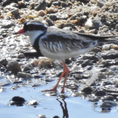 Charadrius melanops (Black-fronted Dotterel) at Paddys River, ACT - 11 Feb 2017 by JohnBundock