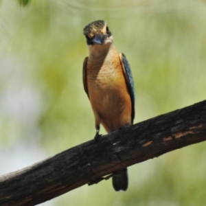 Todiramphus sanctus at Paddys River, ACT - 11 Feb 2017