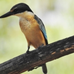 Todiramphus sanctus at Paddys River, ACT - 11 Feb 2017