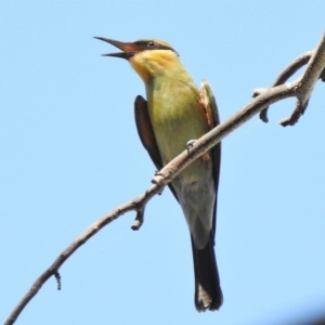 Merops ornatus at Paddys River, ACT - 11 Feb 2017