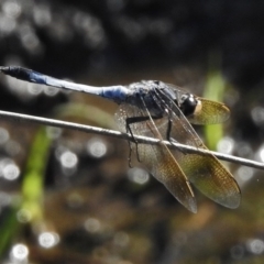 Orthetrum caledonicum (Blue Skimmer) at Paddys River, ACT - 11 Feb 2017 by JohnBundock