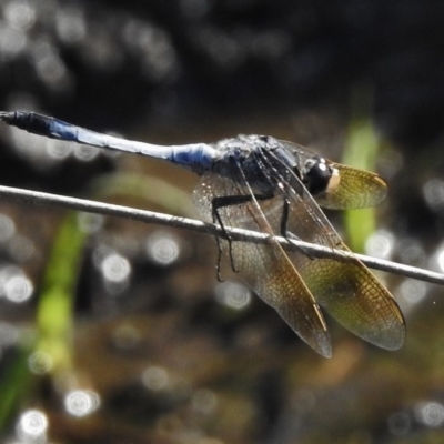 Orthetrum caledonicum (Blue Skimmer) at Paddys River, ACT - 11 Feb 2017 by JohnBundock
