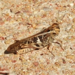 Gastrimargus musicus (Yellow-winged Locust or Grasshopper) at Paddys River, ACT - 10 Feb 2017 by JohnBundock