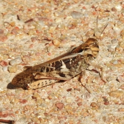 Gastrimargus musicus (Yellow-winged Locust or Grasshopper) at Paddys River, ACT - 11 Feb 2017 by JohnBundock