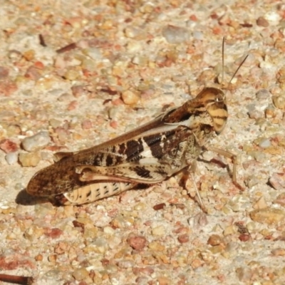 Gastrimargus musicus (Yellow-winged Locust or Grasshopper) at Paddys River, ACT - 10 Feb 2017 by JohnBundock