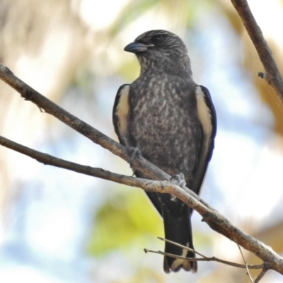 Artamus cyanopterus (Dusky Woodswallow) at Tennent, ACT - 11 Feb 2017 by JohnBundock