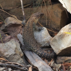 Egernia cunninghami at Canberra Central, ACT - 12 Feb 2017 08:04 AM