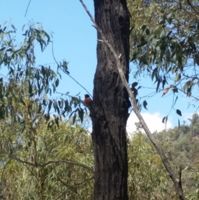 Petroica boodang (Scarlet Robin) at Kambah Pool - 12 Feb 2017 by NickDaines