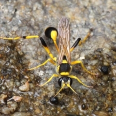 Sceliphron laetum at Tennent, ACT - 5 Feb 2017 02:39 PM