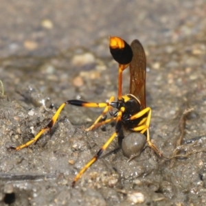 Sceliphron laetum at Tharwa, ACT - 19 Dec 2015