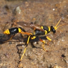 Sceliphron laetum (Common mud dauber wasp) at Dickson Wetland - 8 Jan 2015 by HarveyPerkins