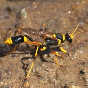 Sceliphron laetum at Dickson, ACT - 8 Jan 2015