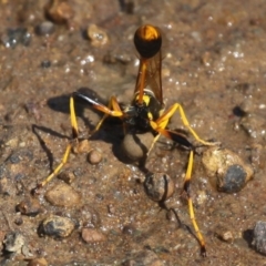 Sceliphron laetum at Dickson, ACT - 8 Jan 2015 03:43 PM