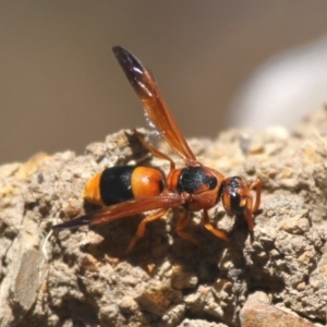 Anterhynchium nigrocinctum at Fyshwick, ACT - 11 Dec 2015