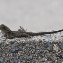 Intellagama lesueurii howittii (Gippsland Water Dragon) at Tennent, ACT - 5 Feb 2017 by HarveyPerkins