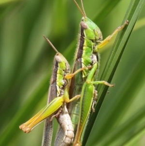 Bermius brachycerus at Tennent, ACT - 5 Feb 2017