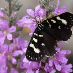 Phalaenoides tristifica (Willow-herb Day-moth) at Tennent, ACT - 5 Feb 2017 by HarveyPerkins