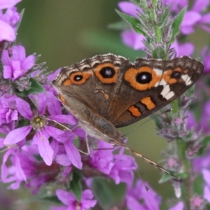 Junonia villida at Booth, ACT - 5 Feb 2017 03:11 PM