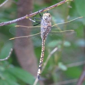 Anax papuensis at Narrabundah, ACT - 11 Feb 2017 12:00 AM