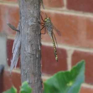 Anax papuensis at Narrabundah, ACT - 11 Feb 2017 12:00 AM