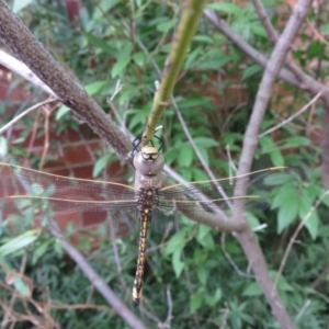 Anax papuensis at Narrabundah, ACT - 11 Feb 2017 12:00 AM