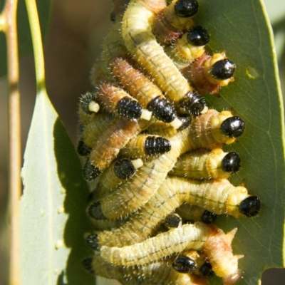 Pseudoperga sp. (genus) (Sawfly, Spitfire) at Higgins, ACT - 11 Feb 2017 by Alison Milton