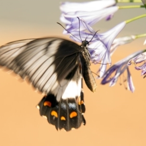 Papilio aegeus at Higgins, ACT - 12 Feb 2017 07:37 AM