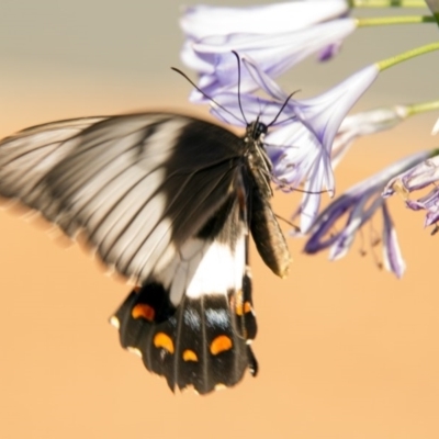 Papilio aegeus (Orchard Swallowtail, Large Citrus Butterfly) at Higgins, ACT - 11 Feb 2017 by AlisonMilton