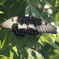 Papilio aegeus at Higgins, ACT - 12 Feb 2017 07:37 AM