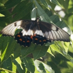 Papilio aegeus at Higgins, ACT - 12 Feb 2017
