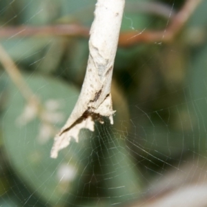 Phonognatha graeffei at Higgins, ACT - 12 Feb 2017 08:01 AM