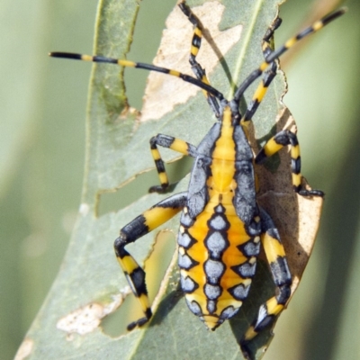 Amorbus (genus) (Eucalyptus Tip bug) at Higgins, ACT - 12 Feb 2017 by AlisonMilton