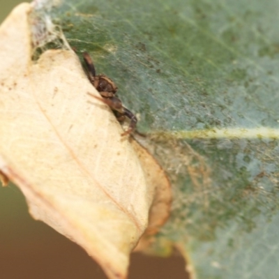 Cymbacha ocellata (Crab spider) at Higgins, ACT - 11 Feb 2017 by AlisonMilton