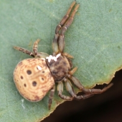 Cymbacha ocellata at Higgins, ACT - 12 Feb 2017