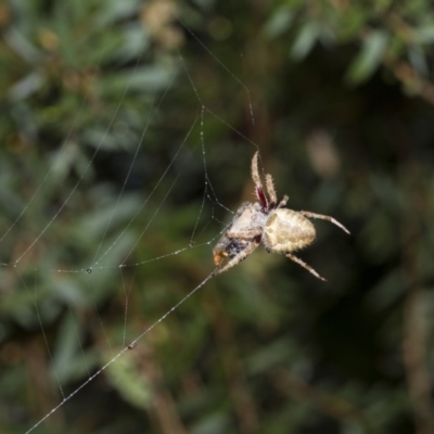 Hortophora sp. (genus) (Garden orb weaver) at Higgins, ACT - 11 Feb 2017 by Alison Milton