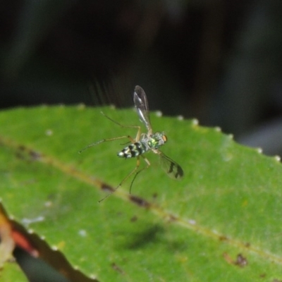 Austrosciapus sp. (genus) (Long-legged fly) at Point Hut to Tharwa - 4 Feb 2017 by michaelb