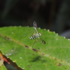 Austrosciapus sp. (genus) (Long-legged fly) at Paddys River, ACT - 4 Feb 2017 by michaelb