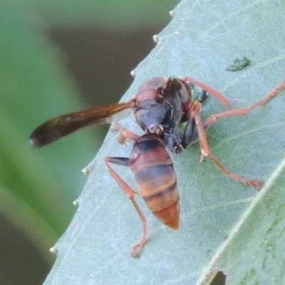 Polistes (Polistella) humilis (Common Paper Wasp) at Paddys River, ACT - 29 Jan 2017 by michaelb