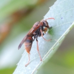 Polistes (Polistella) humilis at Paddys River, ACT - 29 Jan 2017