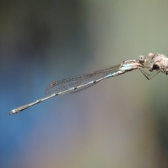 Austrolestes leda at Gordon, ACT - 28 Jan 2017