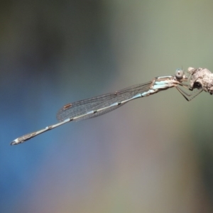 Austrolestes leda at Gordon, ACT - 28 Jan 2017