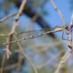 Austrolestes leda at Gordon, ACT - 28 Jan 2017