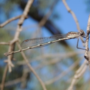 Austrolestes leda at Gordon, ACT - 28 Jan 2017