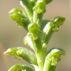 Microtis unifolia at Kambah, ACT - suppressed