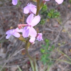 Stylidium sp. (Trigger Plant) at Kambah, ACT - 7 Nov 2009 by MatthewFrawley