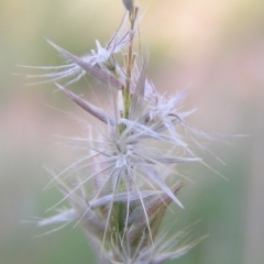 Enneapogon nigricans (Nine-awn Grass, Bottlewashers) at Mount Taylor - 17 Mar 2010 by MatthewFrawley